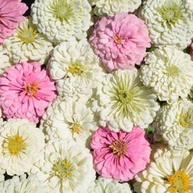 Blushing Bride, Zinnia Seeds